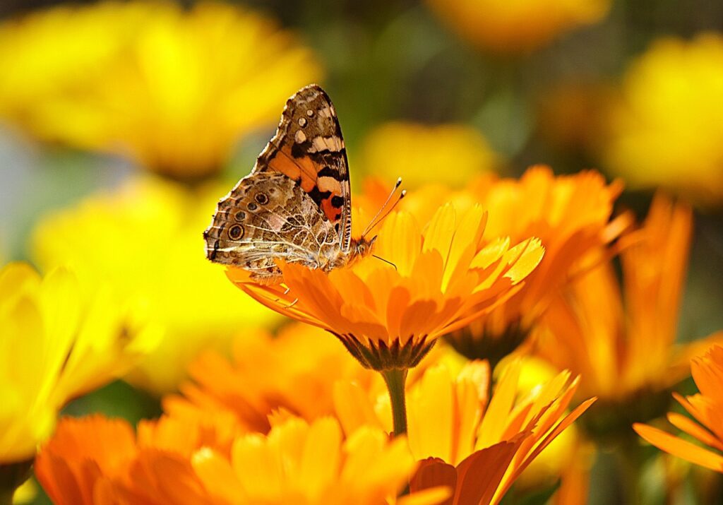 Marigolds and Butterfly