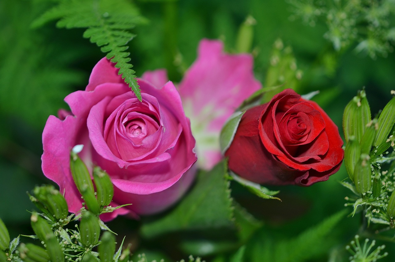 Beautiful Roses - Flowers for your garden