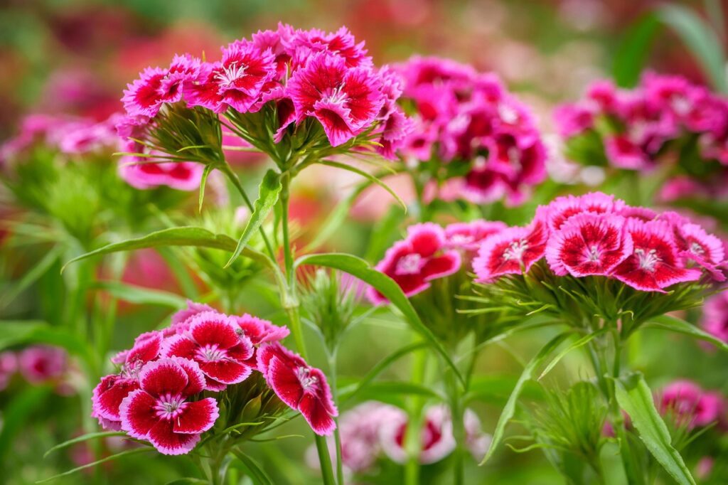 Sweet William, one of the most beautiful flowers
